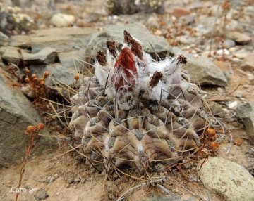 Eriosyce crispa var. carrizalensis