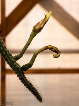 Monvillea cavendishii