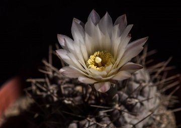 Gymnocalycium gibbosum var. chubutense