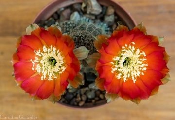 Echinopsis densispina