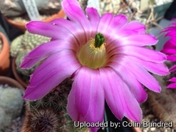 Echinocereus pseudopectinatus
