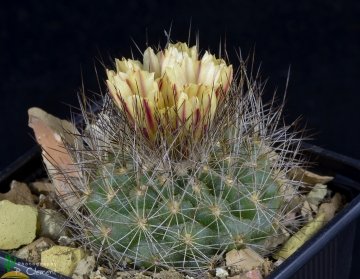 Acharagma aguirreanum