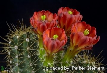 Echinocereus roemeri