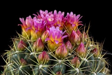 Oroya peruviana