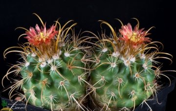 Parodia maassii