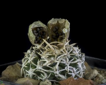 Pediocactus peeblesianus