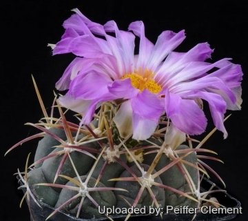 Thelocactus heterochromus longispinus