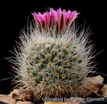Turbinicarpus mandragora subs. booleanus