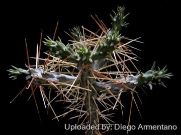Cylindropuntia molesta
