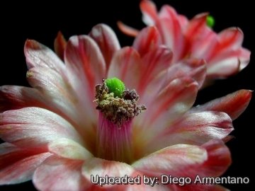 Echinocereus triglochidiatus var. mojavensis f. inermis