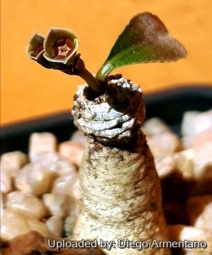 Euphorbia primulaefolia