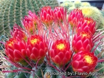 Ferocactus pilosus