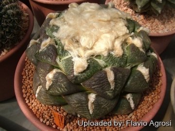 Ariocarpus fissuratus var. lloydii cv. latus