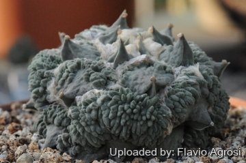Ariocarpus retusus cv. Cauliflower