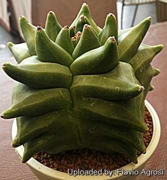 Astrophytum myriostigma cv. Kikko nudum