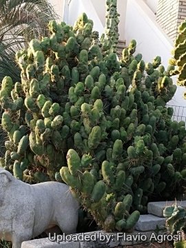 Echinopsis lageniformis f. monstruosa (Short joined type)