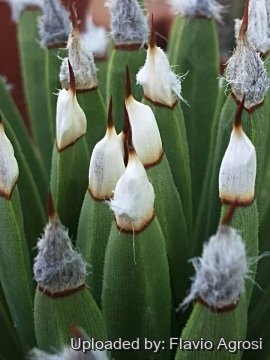 Agave albopilosa