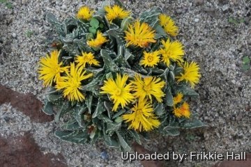 Faucaria felina subs. tuberculosa