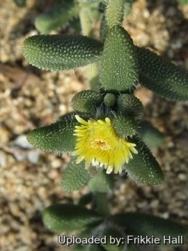 Delosperma echinatum