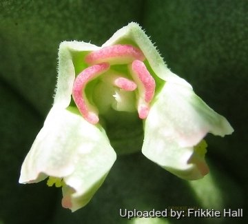 Euphorbia schubei