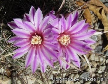 Stenocactus ochoterenanus
