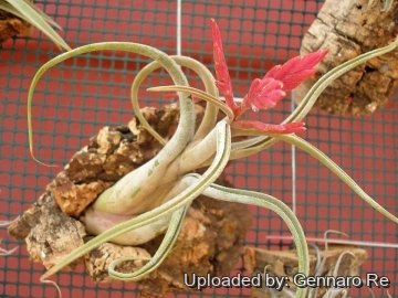 Tillandsia caput-medusae