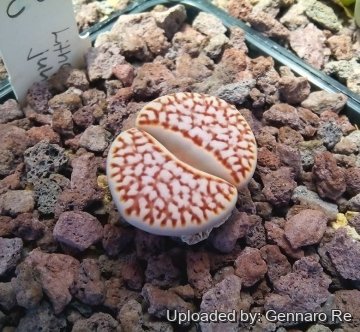 Lithops julii C063 60 km SE of Warmbad, Namibia
