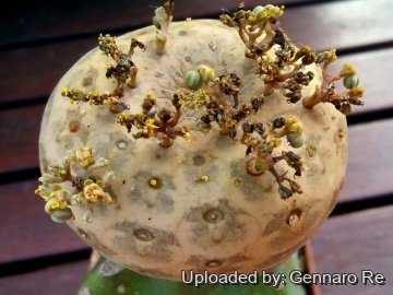 Euphorbia turbiniformis