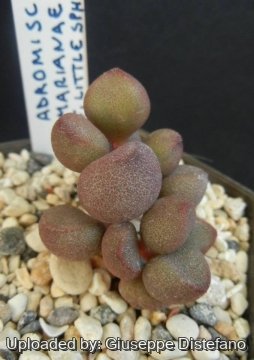 Adromischus marianae cv. Little Spheroid
