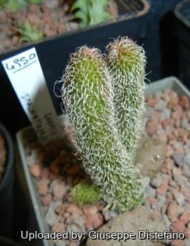 Stapelianthus pilosus