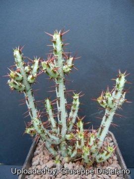 Euphorbia aeruginosa