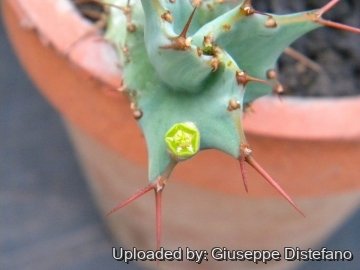 Euphorbia tortirama