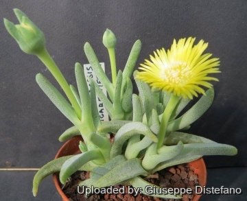 Cheiridopsis cigarettifera