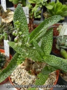 Scilla pauciflora