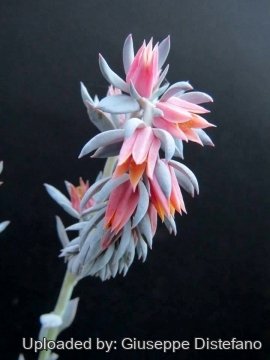 Echeveria shaviana