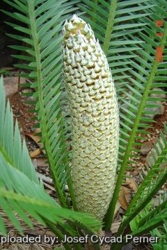 Dioon edule