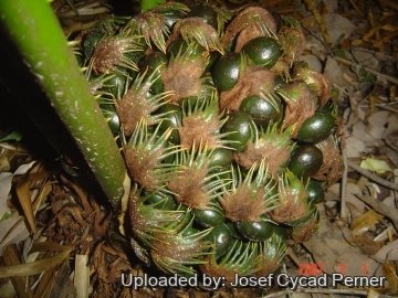 Cycas simplicipinna