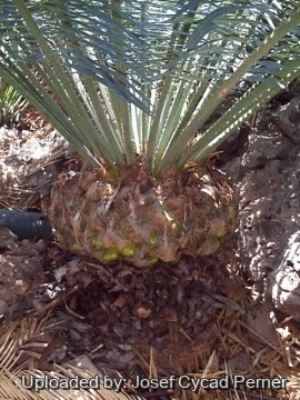 Cycas sphaerica