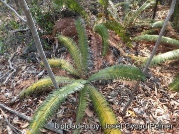 Cycas siamensis