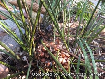 Cycas wadei