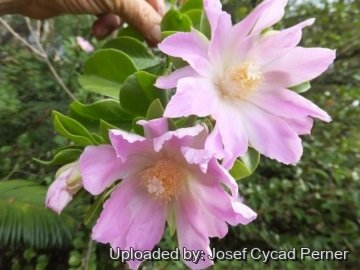 Pereskia grandifolia