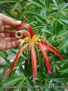 Adansonia madagascariensis