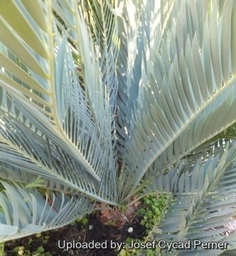 Encephalartos nubimontanus