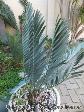 Encephalartos nubimontanus