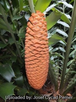 Encephalartos ferox