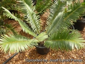 Encephalartos heenanii