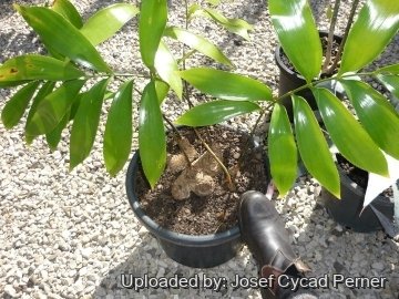 Zamia splendens