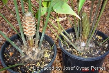 Ceratozamia hildae