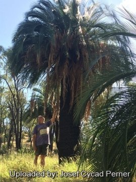 Macrozamia moorei