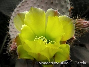 Opuntia leucotricha
